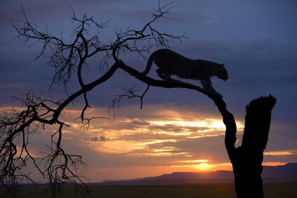 Botswana, Savuti Game Reserve Leopard on branch